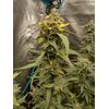 Lilac Diesel Auto RBX2, Фасовка: 6